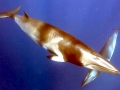 Dwarf Minke Whale