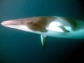 Dwarf Minke Whale