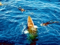 Dwarf Minke Whale