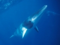 Dwarf Minke Whale