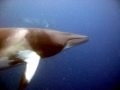 Dwarf Minke Whale