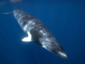 Dwarf Minke Whale