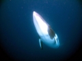 Dwarf Minke Whale