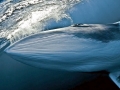 Dwarf Minke Whale