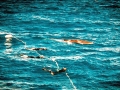Dwarf Minke Whale