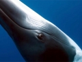 Dwarf Minke Whale
