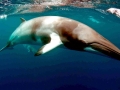 Dwarf Minke Whale