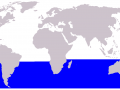 Dwarf Minke Whale