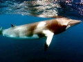 Dwarf Minke Whale