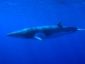 Dwarf Minke Whale