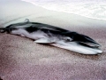 Dwarf Minke Whale