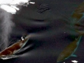 Dwarf Minke Whale