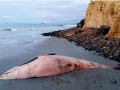 Dwarf Minke Whale
