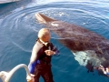 Dwarf Minke Whale