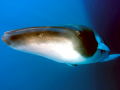 Dwarf Minke Whale