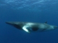 Dwarf Minke Whale