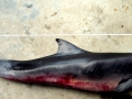 Dwarf Sperm Whale
