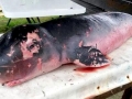 Dwarf Sperm Whale
