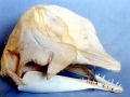 Dwarf Sperm Whale