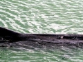 Dwarf Sperm Whale