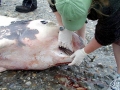 Dwarf Sperm Whale