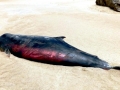 Dwarf Sperm Whale