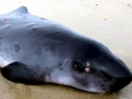 Dwarf Sperm Whale