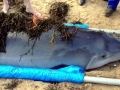 Dwarf Sperm Whale