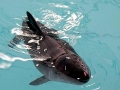 Dwarf Sperm Whale