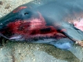 Dwarf Sperm Whale
