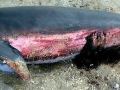 Dwarf Sperm Whale