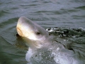 Dwarf Sperm Whale