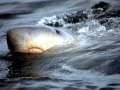 Dwarf Sperm Whale
