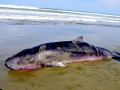 Dwarf Sperm Whale