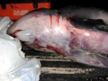 Dwarf Sperm Whale