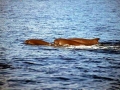 Dwarf Sperm Whale