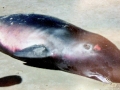Dwarf Sperm Whale