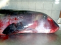 Dwarf Sperm Whale