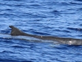 Dwarf Sperm Whale