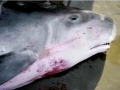 Dwarf Sperm Whale