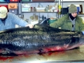 Dwarf Sperm Whale