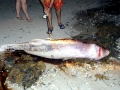 Dwarf Sperm Whale
