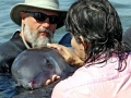 Dwarf Sperm Whale