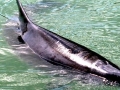 Dwarf Sperm Whale