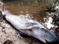 Dwarf Sperm Whale