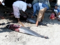 Dwarf Sperm Whale