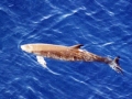 Dwarf Sperm Whale