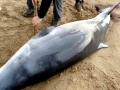 Dwarf Sperm Whale