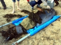 Dwarf Sperm Whale