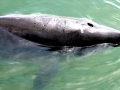 Dwarf Sperm Whale